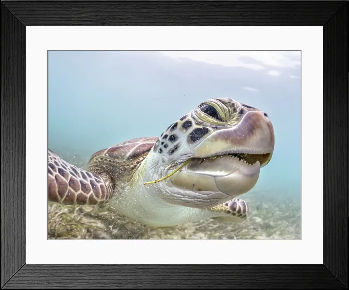 Framed Print : Green Turtle (Chelonia mydas), Grand Cayman, Cayman Islands, British West Indies Framed Print : Green Turtle (Chelonia mydas), Grand Cayman, Cayman Islands, British West Indies