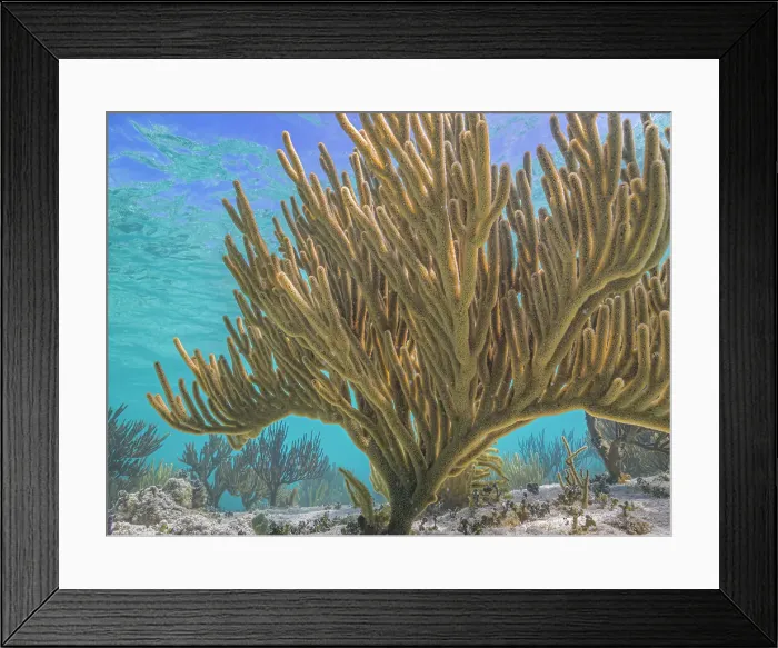 Framed Print : Porous Sea Rod (Pseudoplexaura sp.), Grand Cayman, Cayman Islands, British West Indies Framed Print : Porous Sea Rod (Pseudoplexaura sp.), Grand Cayman, Cayman Islands, British West Indies