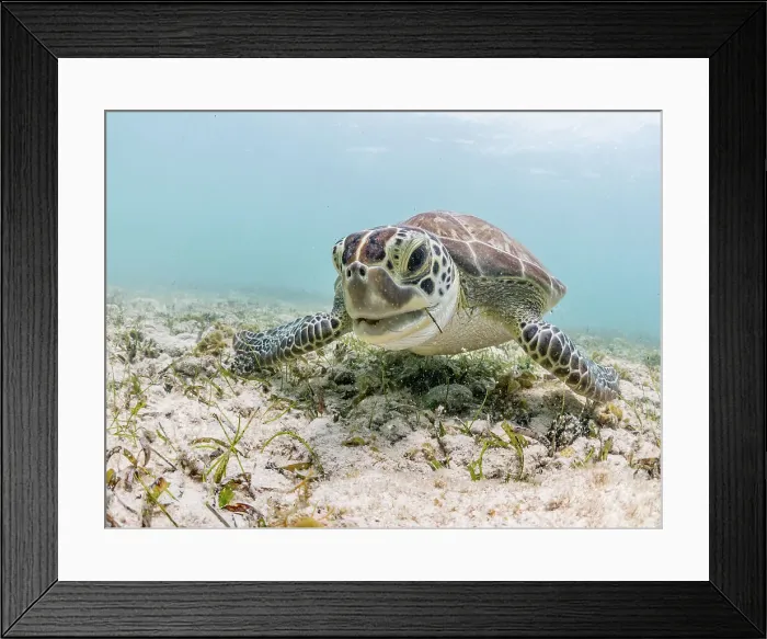 Framed Print : Green Turtle (Chelonia mydas), Grand Cayman, Cayman Islands, British West Indies Framed Print : Green Turtle (Chelonia mydas), Grand Cayman, Cayman Islands, British West Indies