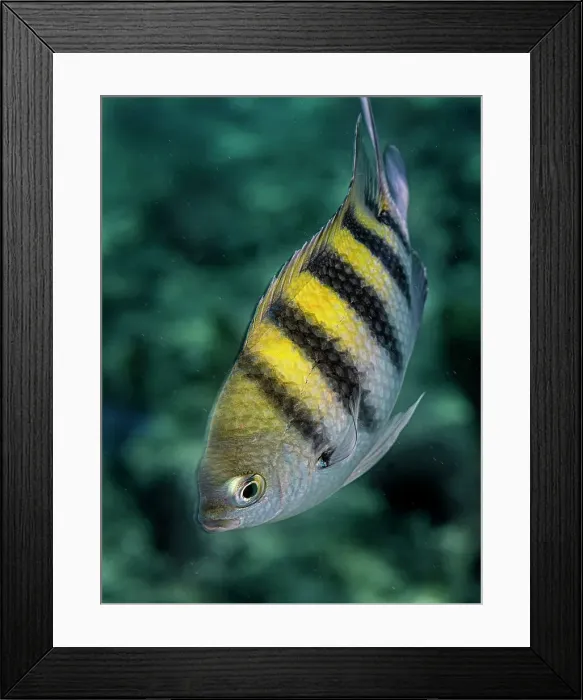 Framed Print : Sergeant Major (Abudefduf saxatilis), Grand Cayman, Cayman Islands, British West Indies Framed Print : Sergeant Major (Abudefduf saxatilis), Grand Cayman, Cayman Islands, British West Indies