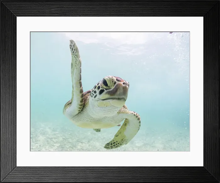 Framed Print : Green Turtle (Chelonia mydas), Grand Cayman, Cayman Islands, British West Indies Framed Print : Green Turtle (Chelonia mydas), Grand Cayman, Cayman Islands, British West Indies