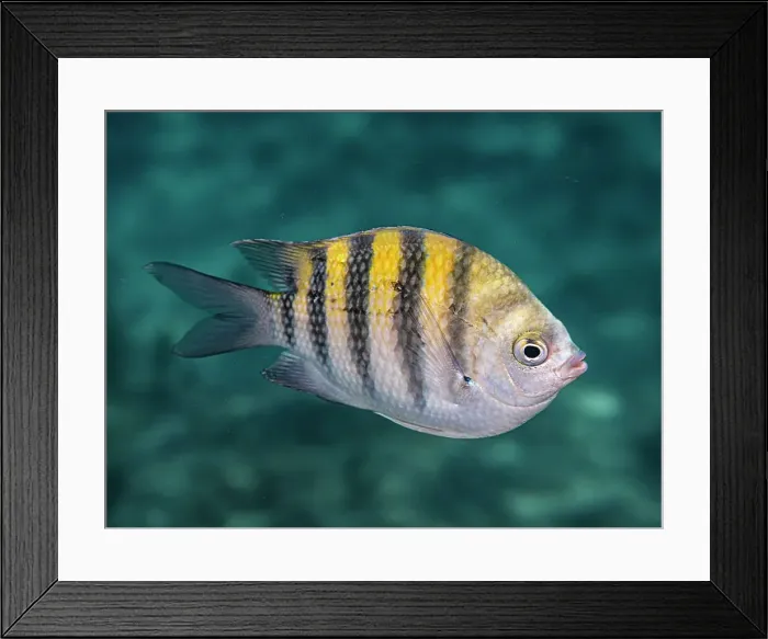 Framed Print : Sergeant Major (Abudefduf saxatilis), Grand Cayman, Cayman Islands, British West Indies Framed Print : Sergeant Major (Abudefduf saxatilis), Grand Cayman, Cayman Islands, British West Indies
