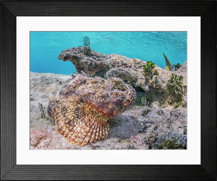 Framed Print : Spotted Scorpionfish (Scorpaena plumieri), Grand Cayman, Cayman Islands, British West Indies Framed Print : Spotted Scorpionfish (Scorpaena plumieri), Grand Cayman, Cayman Islands, British West Indies
