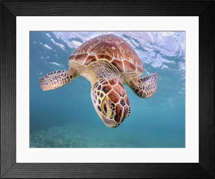 Framed Print : Green Turtle (Chelonia mydas), Grand Cayman, Cayman Islands, British West Indies Framed Print : Green Turtle (Chelonia mydas), Grand Cayman, Cayman Islands, British West Indies