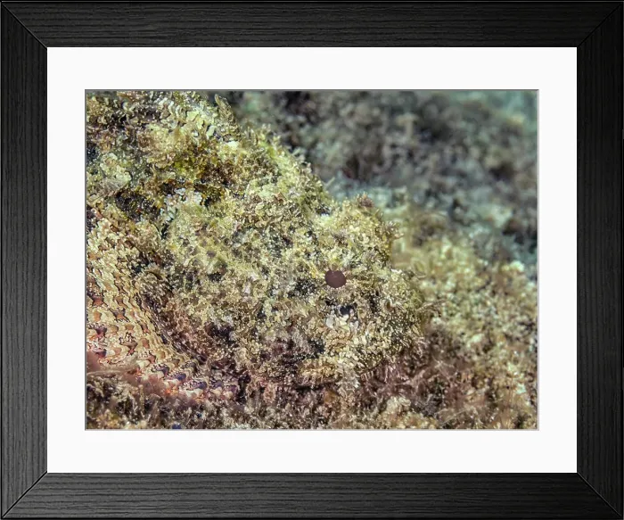 Framed Print : Spotted Scorpionfish (Scorpaena plumieri), Grand Cayman, Cayman Islands, British West Indies Framed Print : Spotted Scorpionfish (Scorpaena plumieri), Grand Cayman, Cayman Islands, British West Indies