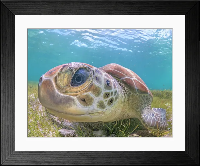 Framed Print : Green Turtle (Chelonia mydas), Grand Cayman, Cayman Islands, British West Indies Framed Print : Green Turtle (Chelonia mydas), Grand Cayman, Cayman Islands, British West Indies