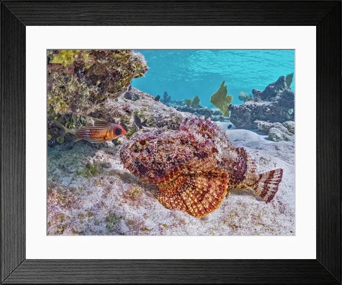 Framed Print : Spotted Scorpionfish (Scorpaena plumieri), Grand Cayman, Cayman Islands, British West Indies Framed Print : Spotted Scorpionfish (Scorpaena plumieri), Grand Cayman, Cayman Islands, British West Indies