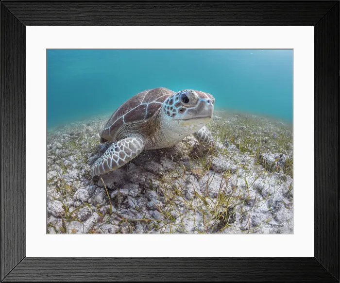 Framed Print : Green Turtle (Chelonia mydas), Grand Cayman, Cayman Islands, British West Indies Framed Print : Green Turtle (Chelonia mydas), Grand Cayman, Cayman Islands, British West Indies