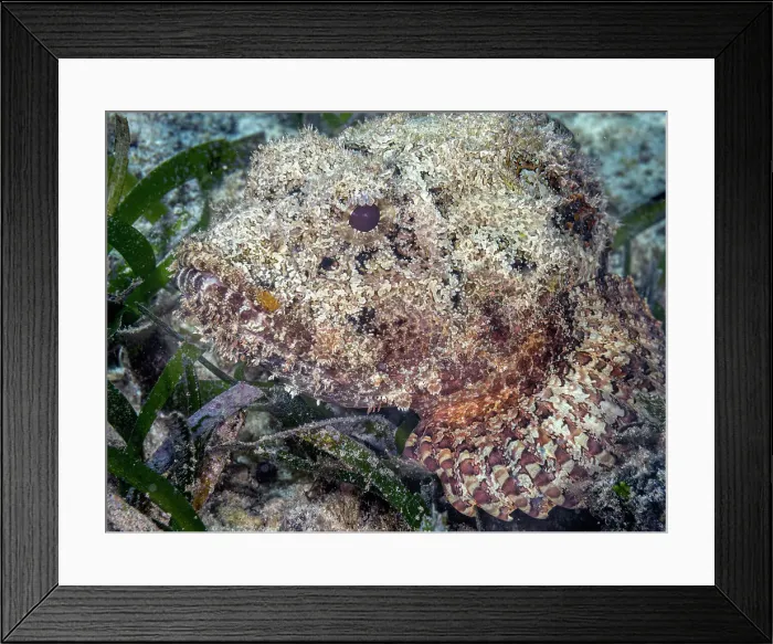 Framed Print : Spotted Scorpionfish (Scorpaena plumieri), Grand Cayman, Cayman Islands, British West Indies Framed Print : Spotted Scorpionfish (Scorpaena plumieri), Grand Cayman, Cayman Islands, British West Indies