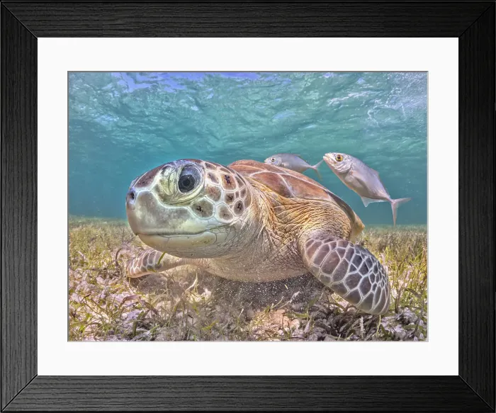 Framed Print : Green Turtle (Chelonia mydas), Grand Cayman, Cayman Islands, British West Indies Framed Print : Green Turtle (Chelonia mydas), Grand Cayman, Cayman Islands, British West Indies
