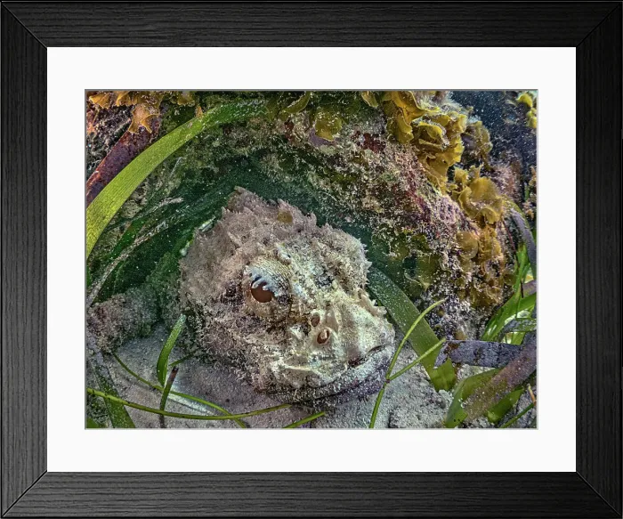 Framed Print : Spotted Scorpionfish (Scorpaena plumieri), Grand Cayman, Cayman Islands, British West Indies Framed Print : Spotted Scorpionfish (Scorpaena plumieri), Grand Cayman, Cayman Islands, British West Indies