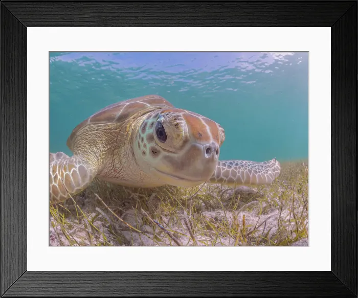 Framed Print : Green Turtle (Chelonia mydas), Grand Cayman, Cayman Islands, British West Indies Framed Print : Green Turtle (Chelonia mydas), Grand Cayman, Cayman Islands, British West Indies