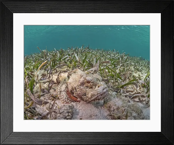 Framed Print : Spotted Scorpionfish (Scorpaena plumieri), Grand Cayman, Cayman Islands, British West Indies Framed Print : Spotted Scorpionfish (Scorpaena plumieri), Grand Cayman, Cayman Islands, British West Indies