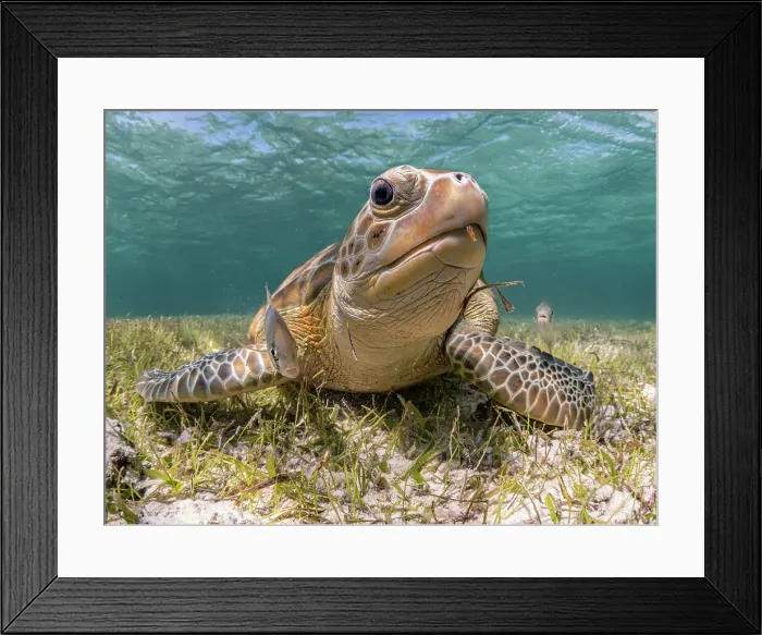 Framed Print : Green Turtle (Chelonia mydas), Grand Cayman, Cayman Islands, British West Indies Framed Print : Green Turtle (Chelonia mydas), Grand Cayman, Cayman Islands, British West Indies
