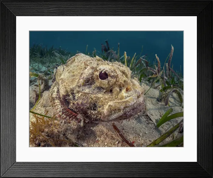 Framed Print : Spotted Scorpionfish (Scorpaena plumieri), Grand Cayman, Cayman Islands, British West Indies Framed Print : Spotted Scorpionfish (Scorpaena plumieri), Grand Cayman, Cayman Islands, British West Indies