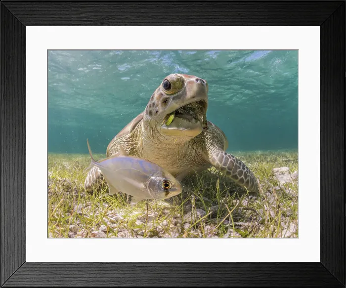 Framed Print : Green Turtle (Chelonia mydas), Grand Cayman, Cayman Islands, British West Indies Framed Print : Green Turtle (Chelonia mydas), Grand Cayman, Cayman Islands, British West Indies