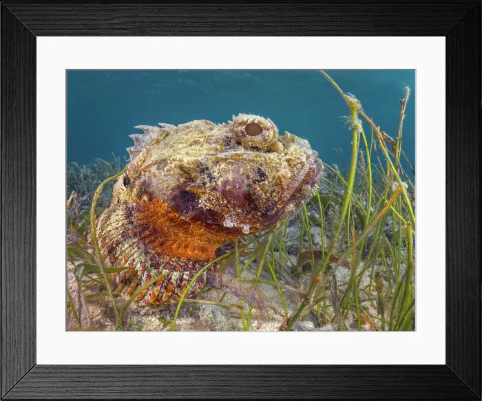 Framed Print : Spotted Scorpionfish (Scorpaena plumieri), Grand Cayman, Cayman Islands, British West Indies Framed Print : Spotted Scorpionfish (Scorpaena plumieri), Grand Cayman, Cayman Islands, British West Indies