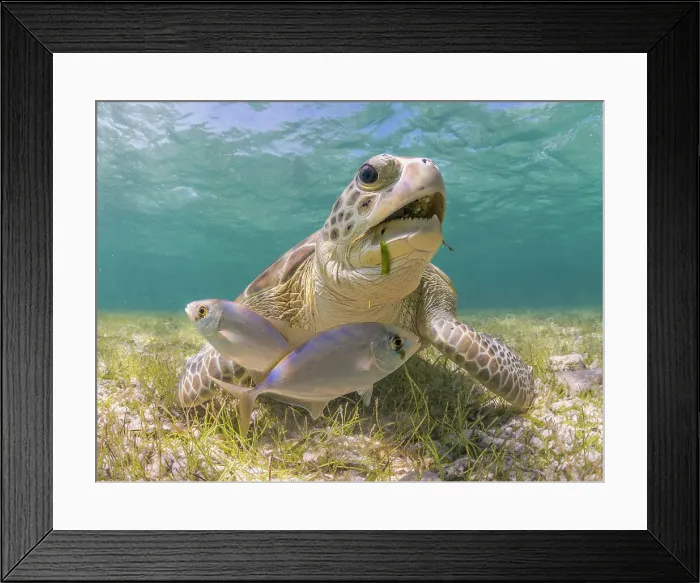 Framed Print : Green Turtle (Chelonia mydas), Grand Cayman, Cayman Islands, British West Indies Framed Print : Green Turtle (Chelonia mydas), Grand Cayman, Cayman Islands, British West Indies