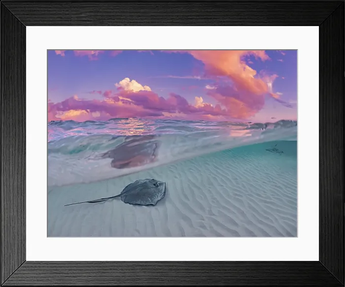 Framed Print : Split image of Southern Stingray (Hypanus americanus) at Stingray City in North Sound at sunset, Grand Cayman, Cayman Islands, British West Indies Framed Print : Split image of Southern Stingray (Hypanus americanus) at Stingray City in North Sound at sunset, Grand Cayman, Cayman Islands, British West Indies