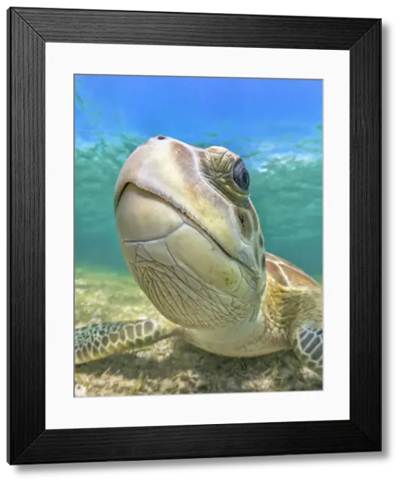 Framed Print : Green Turtle (Chelonia mydas), Grand Cayman, Cayman Islands, British West Indies Framed Print : Green Turtle (Chelonia mydas), Grand Cayman, Cayman Islands, British West Indies