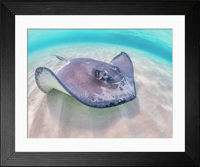 Framed Print : Southern Stingray (Hypanus americanus) at Stingray City in North Sound, Grand Cayman, Cayman Islands, British West Indies Framed Print : Southern Stingray (Hypanus americanus) at Stingray City in North Sound, Grand Cayman, Cayman Islands, British West Indies