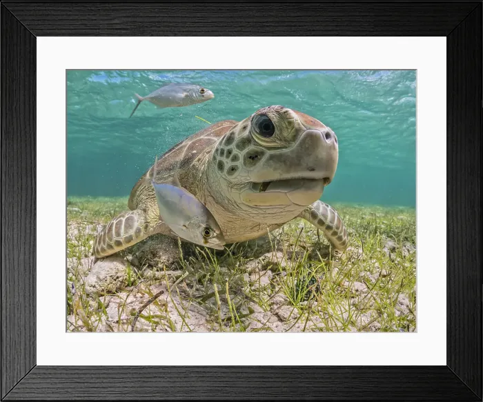 Framed Print : Green Turtle (Chelonia mydas), Grand Cayman, Cayman Islands, British West Indies Framed Print : Green Turtle (Chelonia mydas), Grand Cayman, Cayman Islands, British West Indies
