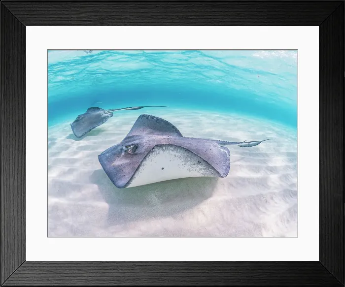 Framed Print : Southern Stingray (Hypanus americanus) at Stingray City in North Sound, Grand Cayman, Cayman Islands, British West Indies Framed Print : Southern Stingray (Hypanus americanus) at Stingray City in North Sound, Grand Cayman, Cayman Islands, British West Indies