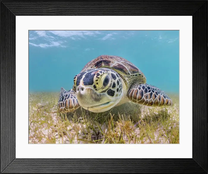 Framed Print : Green Turtle (Chelonia mydas), Grand Cayman, Cayman Islands, British West Indies Framed Print : Green Turtle (Chelonia mydas), Grand Cayman, Cayman Islands, British West Indies