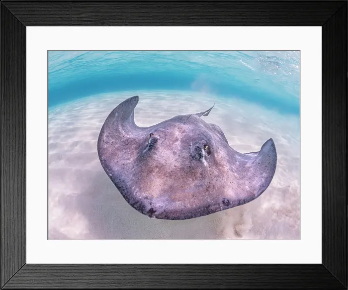 Framed Print : Southern Stingray (Hypanus americanus) at Stingray City in North Sound, Grand Cayman, Cayman Islands, British West Indies Framed Print : Southern Stingray (Hypanus americanus) at Stingray City in North Sound, Grand Cayman, Cayman Islands, British West Indies
