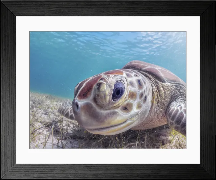 Framed Print : Green Turtle (Chelonia mydas), Grand Cayman, Cayman Islands, British West Indies Framed Print : Green Turtle (Chelonia mydas), Grand Cayman, Cayman Islands, British West Indies
