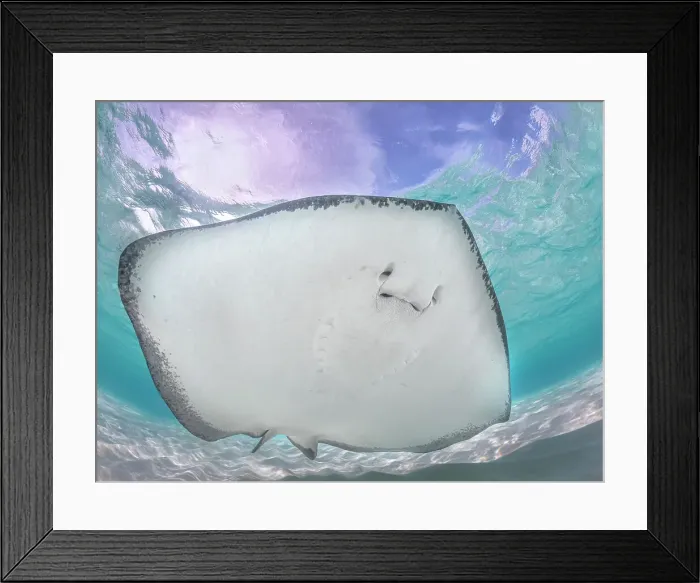 Framed Print : Southern Stingray (Hypanus americanus) at Stingray City in North Sound, Grand Cayman, Cayman Islands, British West Indies Framed Print : Southern Stingray (Hypanus americanus) at Stingray City in North Sound, Grand Cayman, Cayman Islands, British West Indies
