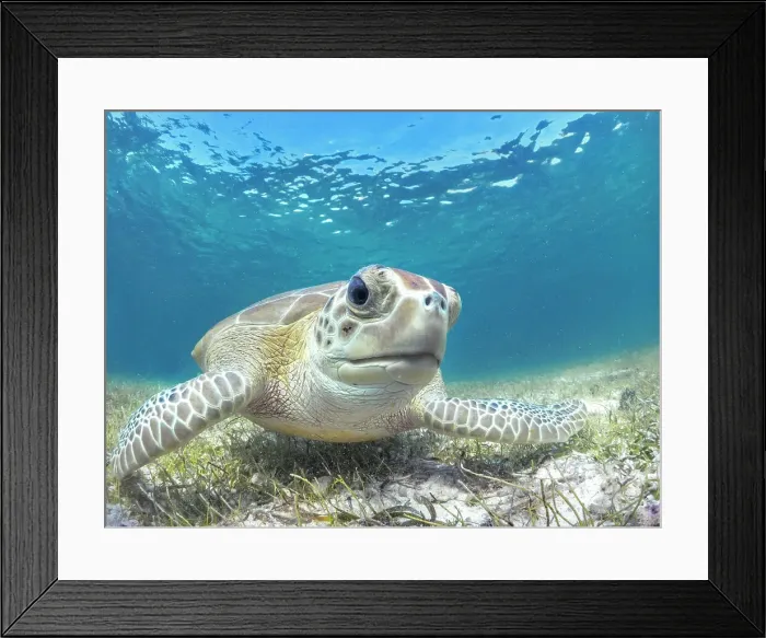 Framed Print : Green Turtle (Chelonia mydas), Grand Cayman, Cayman Islands, British West Indies Framed Print : Green Turtle (Chelonia mydas), Grand Cayman, Cayman Islands, British West Indies