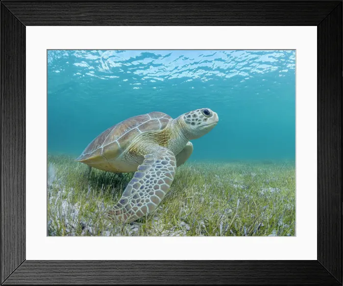 Framed Print : Green Turtle (Chelonia mydas), Grand Cayman, Cayman Islands, British West Indies Framed Print : Green Turtle (Chelonia mydas), Grand Cayman, Cayman Islands, British West Indies