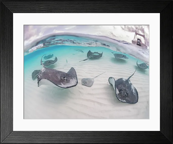 Framed Print : Split images of Southern Stingray (Hypanus americanus) at Stingray City in North Sound, Grand Cayman, Cayman Islands, British West Indies Framed Print : Split images of Southern Stingray (Hypanus americanus) at Stingray City in North Sound, Grand Cayman, Cayman Islands, British West Indies
