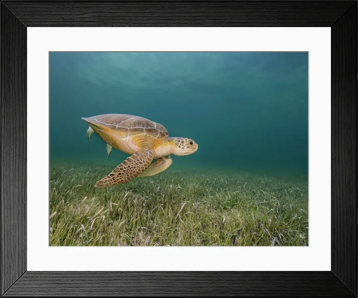 Framed Print : Green Turtle (Chelonia mydas), Grand Cayman, Cayman Islands, British West Indies Framed Print : Green Turtle (Chelonia mydas), Grand Cayman, Cayman Islands, British West Indies