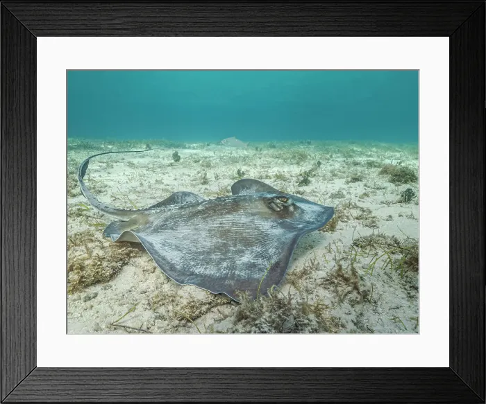 Framed Print : Southern Stingray (Hypanus americanus), Grand Cayman, Cayman Islands, British West Indies Framed Print : Southern Stingray (Hypanus americanus), Grand Cayman, Cayman Islands, British West Indies
