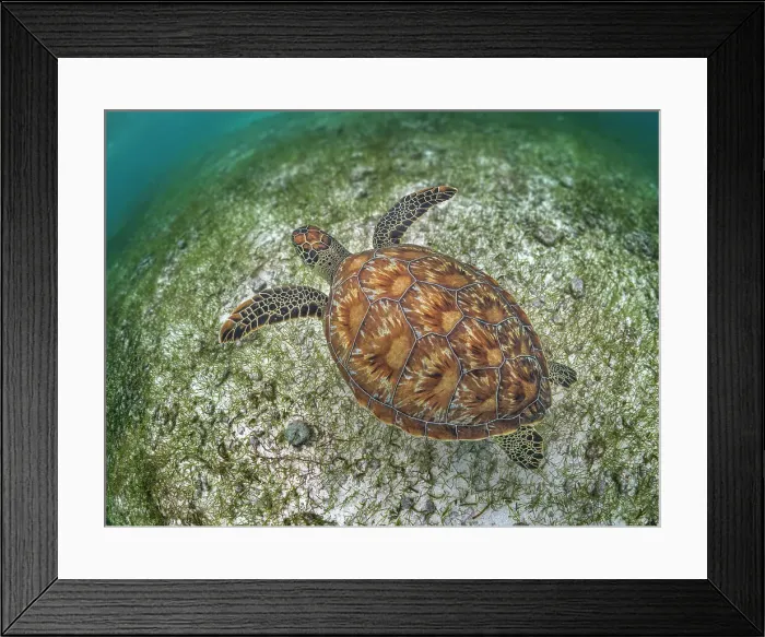 Framed Print : Green Turtle (Chelonia mydas), Grand Cayman, Cayman Islands, British West Indies Framed Print : Green Turtle (Chelonia mydas), Grand Cayman, Cayman Islands, British West Indies