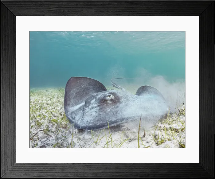 Framed Print : Southern Stingray (Hypanus americanus), Grand Cayman, Cayman Islands, BWI Framed Print : Southern Stingray (Hypanus americanus), Grand Cayman, Cayman Islands, BWI