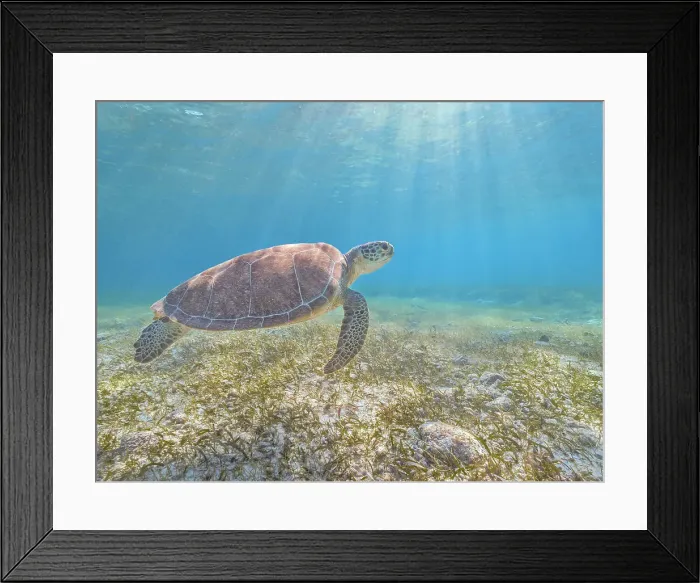 Framed Print : Green Turtle (Chelonia mydas), Grand Cayman, Cayman Islands, British West Indies Framed Print : Green Turtle (Chelonia mydas), Grand Cayman, Cayman Islands, British West Indies