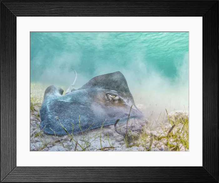 Framed Print : Southern Stingray (Hypanus americanus), Grand Cayman, Cayman Islands, BWI Framed Print : Southern Stingray (Hypanus americanus), Grand Cayman, Cayman Islands, BWI