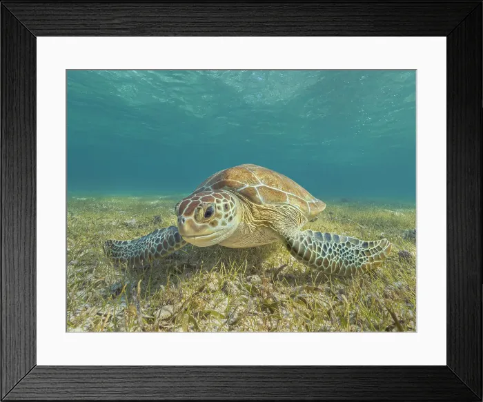 Framed Print : Green Turtle (Chelonia mydas), Grand Cayman, Cayman Islands, British West Indies Framed Print : Green Turtle (Chelonia mydas), Grand Cayman, Cayman Islands, British West Indies