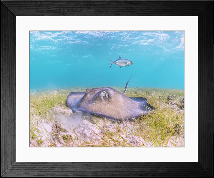 Framed Print : Southern Stingray (Hypanus americanus), Grand Cayman, Cayman Islands, British West Indies Framed Print : Southern Stingray (Hypanus americanus), Grand Cayman, Cayman Islands, British West Indies