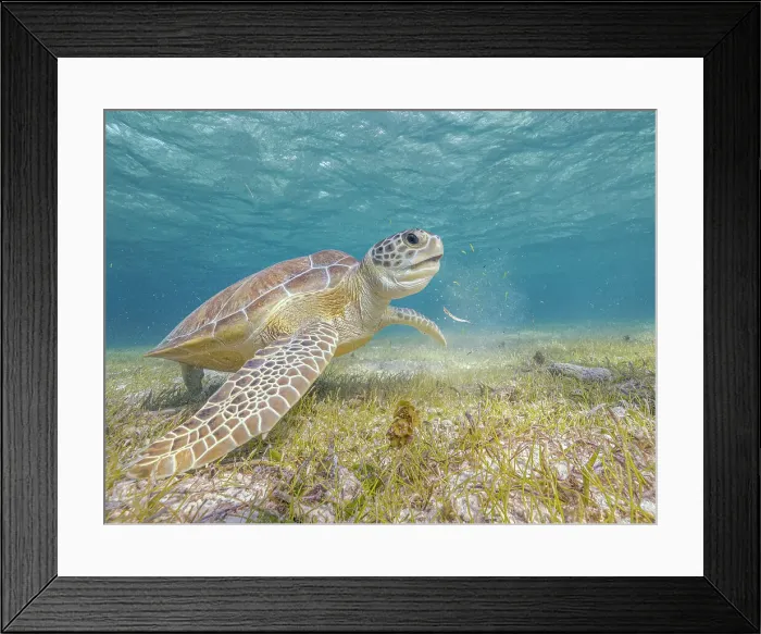 Framed Print : Green Turtle (Chelonia mydas), Grand Cayman, Cayman Islands, British West Indies Framed Print : Green Turtle (Chelonia mydas), Grand Cayman, Cayman Islands, British West Indies
