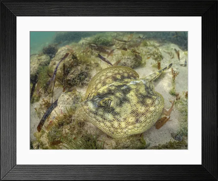 Framed Print : Yellow Stingray (Urobatis jamaicensis), Grand Cayman, Cayman Islands, British West Indies Framed Print : Yellow Stingray (Urobatis jamaicensis), Grand Cayman, Cayman Islands, British West Indies