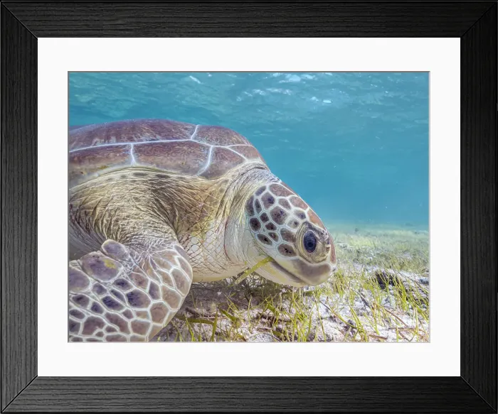 Framed Print : Green Turtle (Chelonia mydas), Grand Cayman, Cayman Islands, British West Indies Framed Print : Green Turtle (Chelonia mydas), Grand Cayman, Cayman Islands, British West Indies