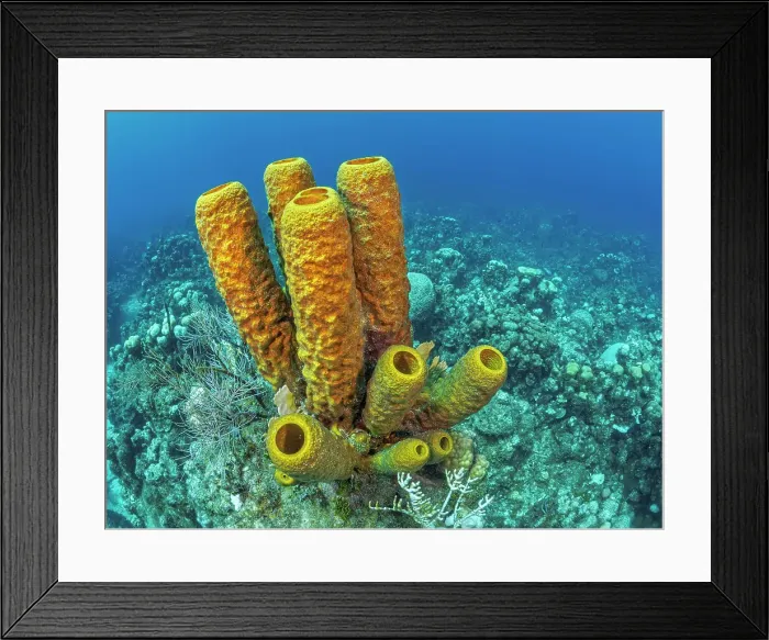 Framed Print : Yellow Tube Sponge (Aplysina fistularis), Grand Cayman, Cayman Islands, British West Indies Framed Print : Yellow Tube Sponge (Aplysina fistularis), Grand Cayman, Cayman Islands, British West Indies