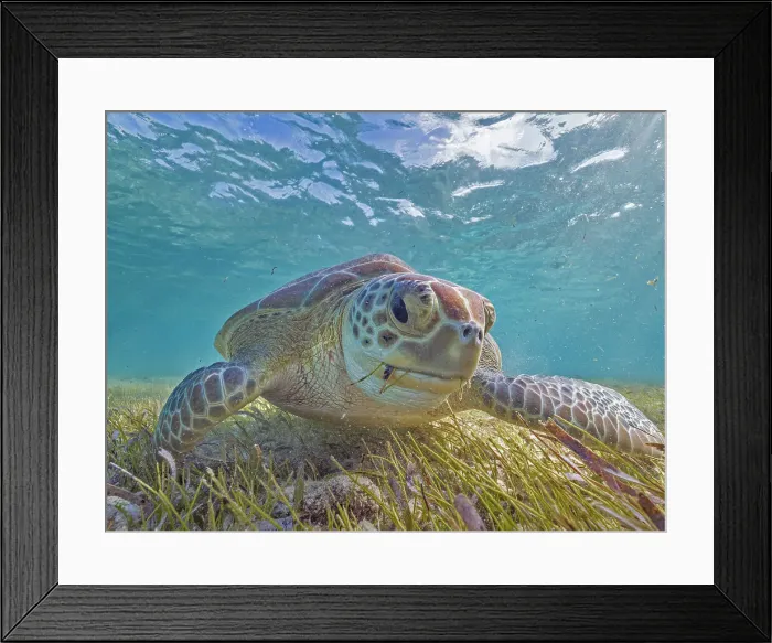 Framed Print : Green Turtle (Chelonia mydas), Grand Cayman, Cayman Islands, British West Indies Framed Print : Green Turtle (Chelonia mydas), Grand Cayman, Cayman Islands, British West Indies