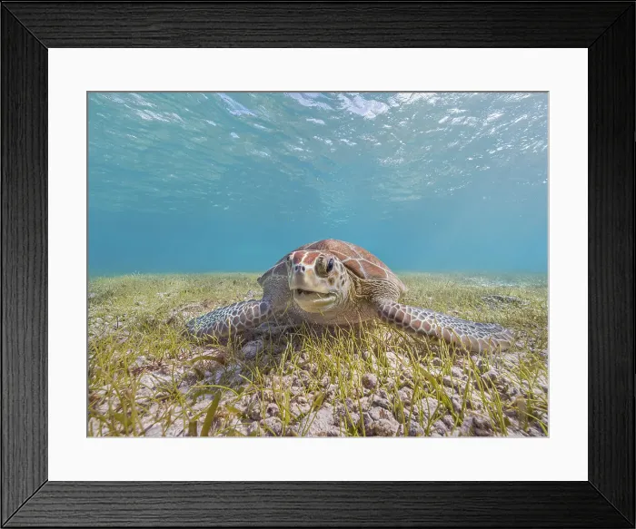 Framed Print : Green Turtle (Chelonia mydas), Grand Cayman, Cayman Islands, British West Indies Framed Print : Green Turtle (Chelonia mydas), Grand Cayman, Cayman Islands, British West Indies
