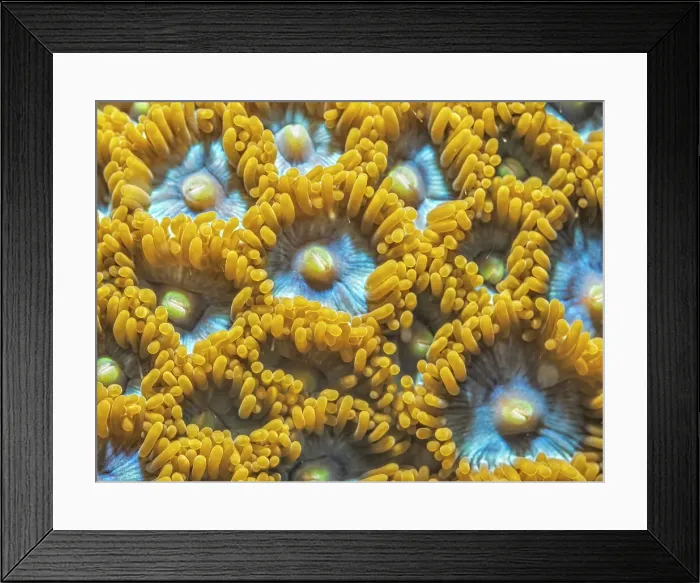 Framed Print : Mat Zoanthid (Zoanthus pulchellus), Grand Cayman, Cayman Islands, British West Indies Framed Print : Mat Zoanthid (Zoanthus pulchellus), Grand Cayman, Cayman Islands, British West Indies