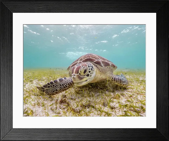 Framed Print : Green Turtle (Chelonia mydas), Grand Cayman, Cayman Islands, British West Indies Framed Print : Green Turtle (Chelonia mydas), Grand Cayman, Cayman Islands, British West Indies